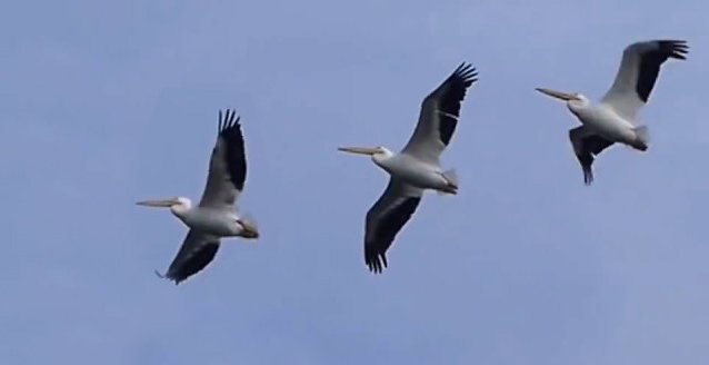 3-pelicans-in-flight How Gliders Fly, How Gliders Fly, Beverley Soaring Society