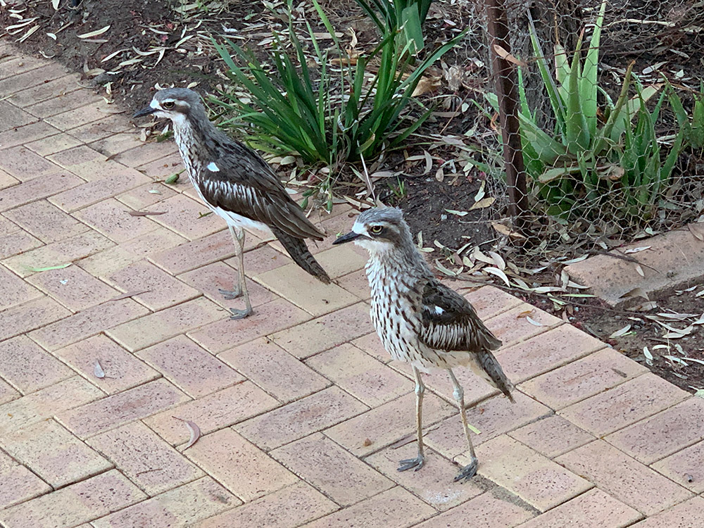 Bush Stone-curlews Bush-Stone-curlews